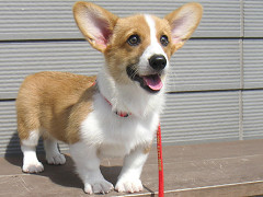 Resize of PICT0779_thumb.jpg